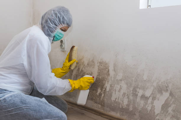 Best Attic Mold Remediation in Bellview, FL