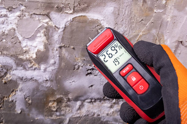 Best Kitchen Mold Remediation in Bellview, FL