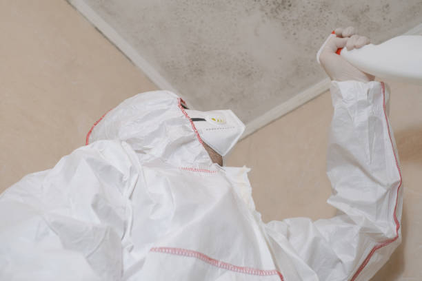 Best Industrial Mold Remediation in Bellview, FL