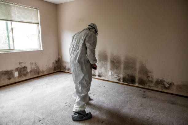 Best Health and Safety Mold Remediation in Bellview, FL