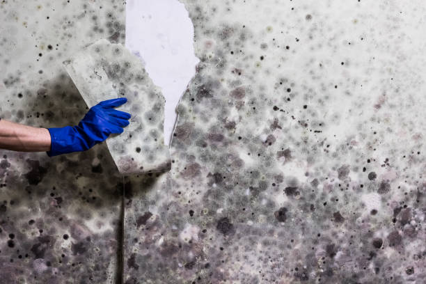 Best Mold Remediation for Specific Building Types in Bellview, FL